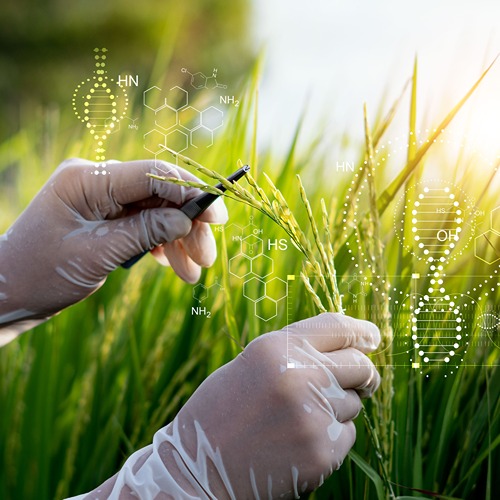 gloved hands using tweezers on grain heads of rice plant in a field with an overlay of white dna illustrations