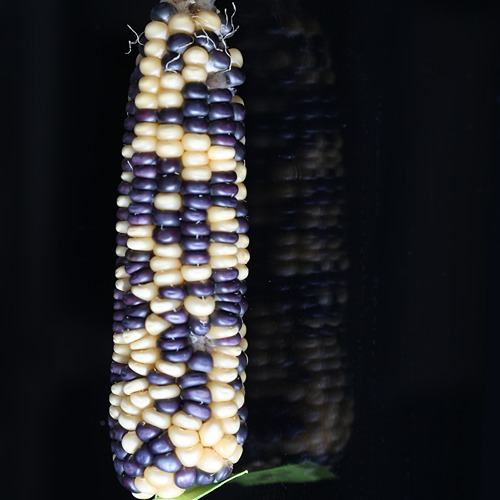 a dried corn cob with white and purple kernels on a black reflective counter