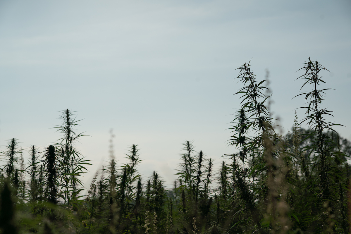 Hemp Crops with Cloudy Skies