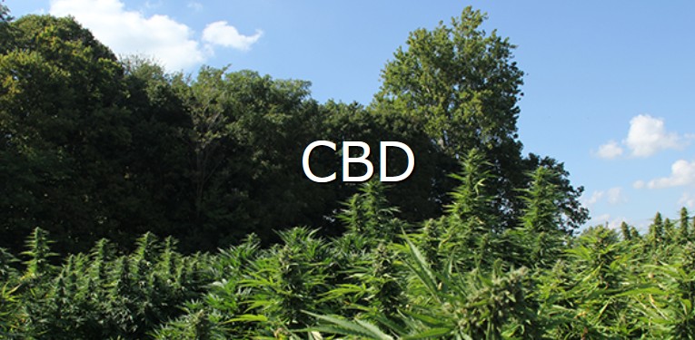 learn more about processing CBD hemp button