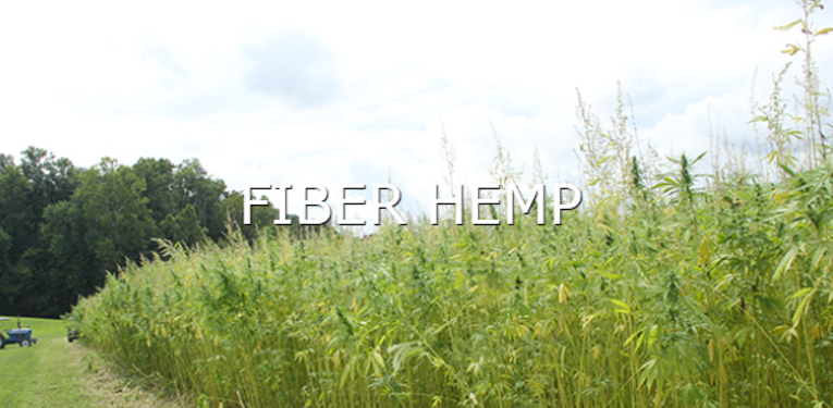 learn more about fiber hemp button