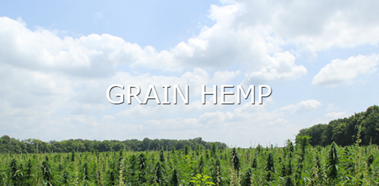 learn more about grain hemp button