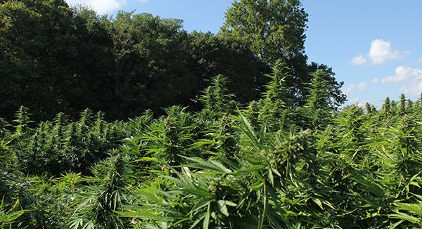 Image of a hemp field plantation