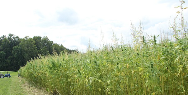 Image of a hemp field plantation