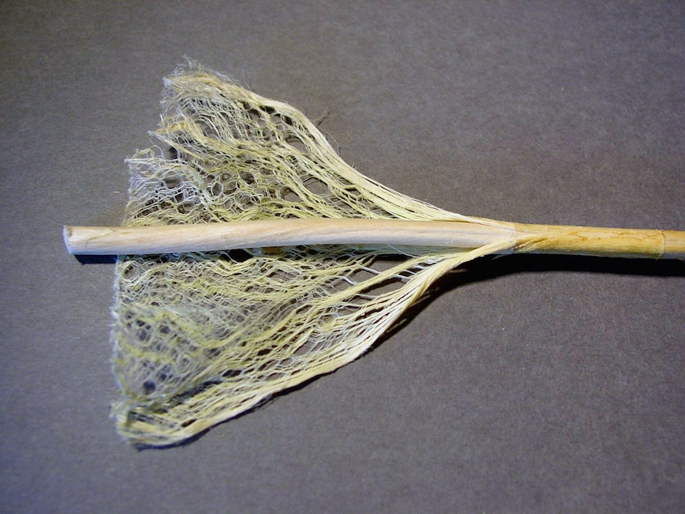 hemp stalk split open to see fibers