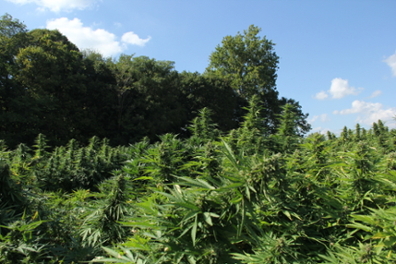 Hemp grown for cannabinoids in central Indiana. Plants are almost ready to harvest. They are very green, five feet tall and bushy. This field is all female plants with large terminal buds. 