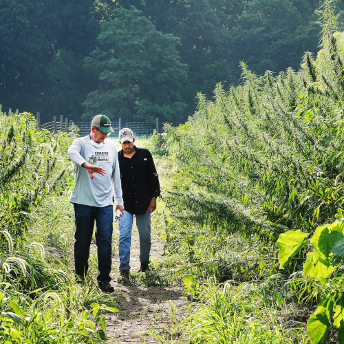 men standing next to hemp crops