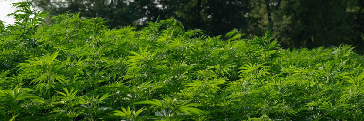 hemp crops
