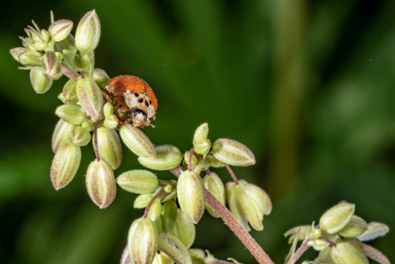 Image of Asian lady beetle on hemp plant that has pollen sacs