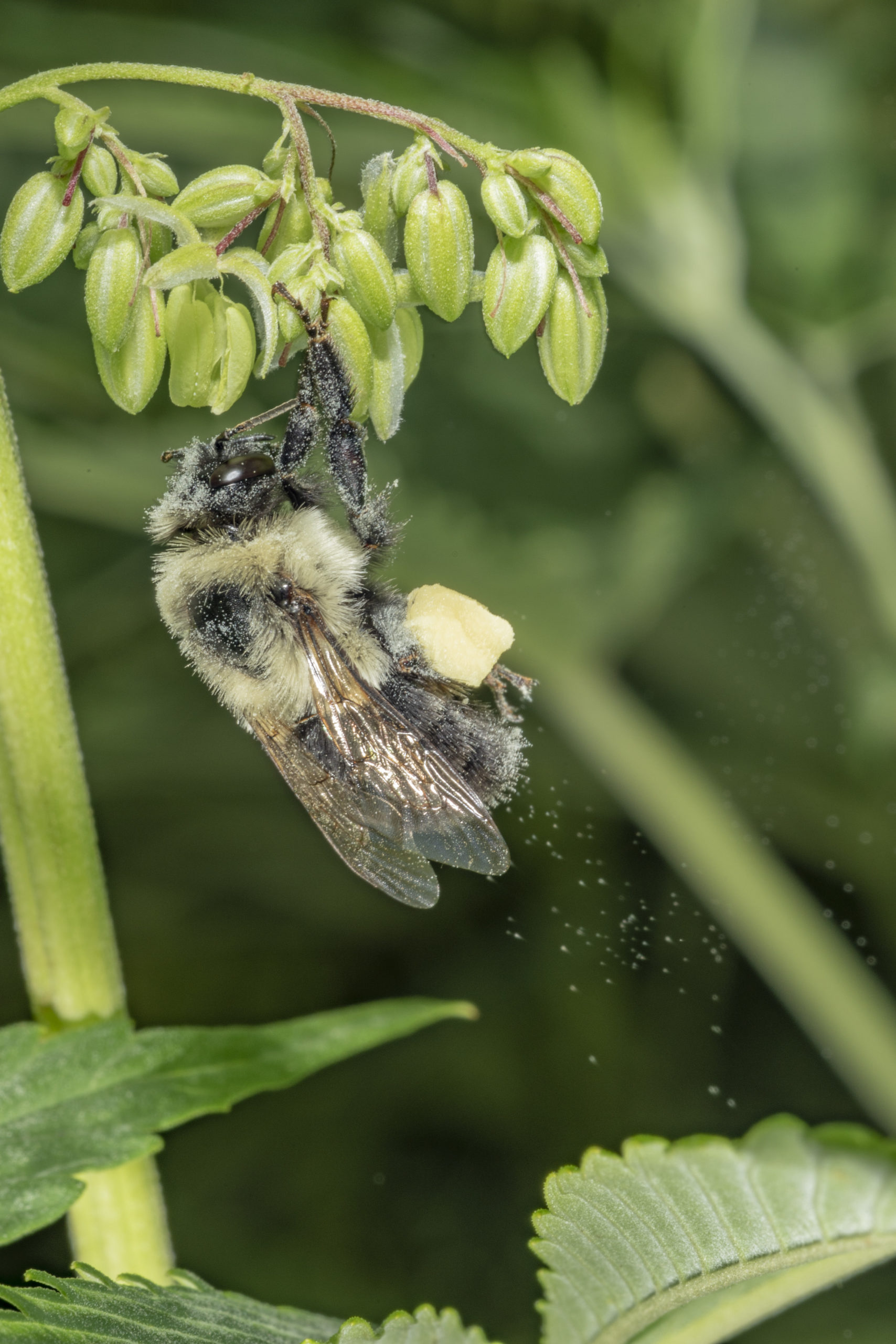 Image of a black and yellow bumble bee collecting pollen from a hemp plant. It's legs and body are covered in pollen. 