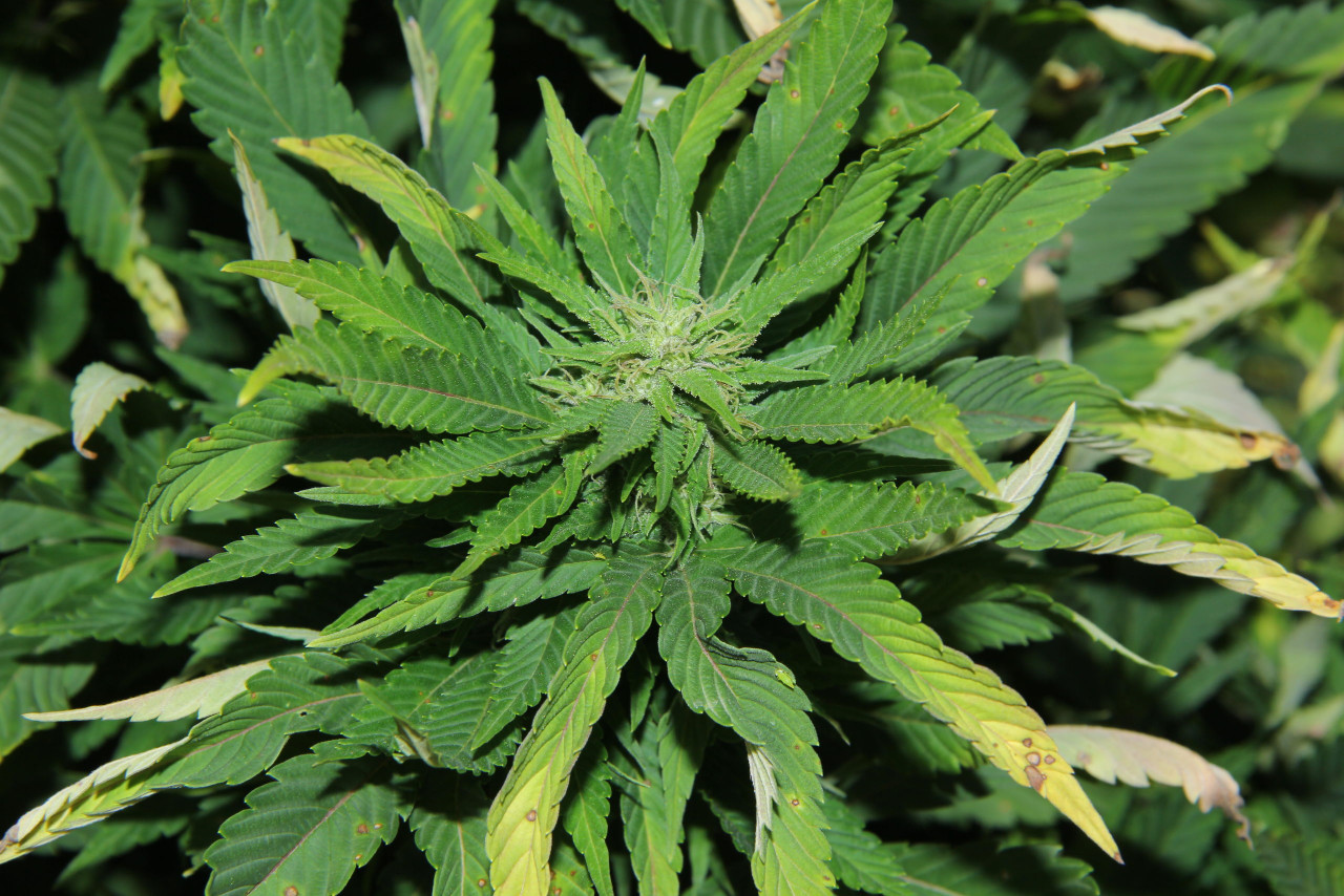 Image of a hemp plant with leaves that have yellow tips and are contorted caused by potato leafhopper.