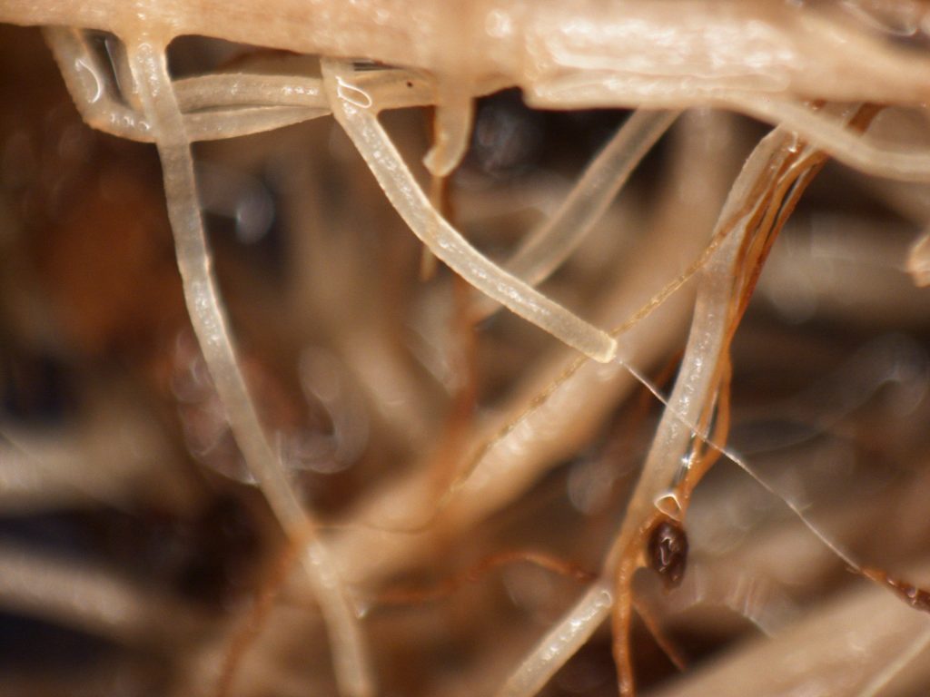 Image of a pathogen on a hemp plant