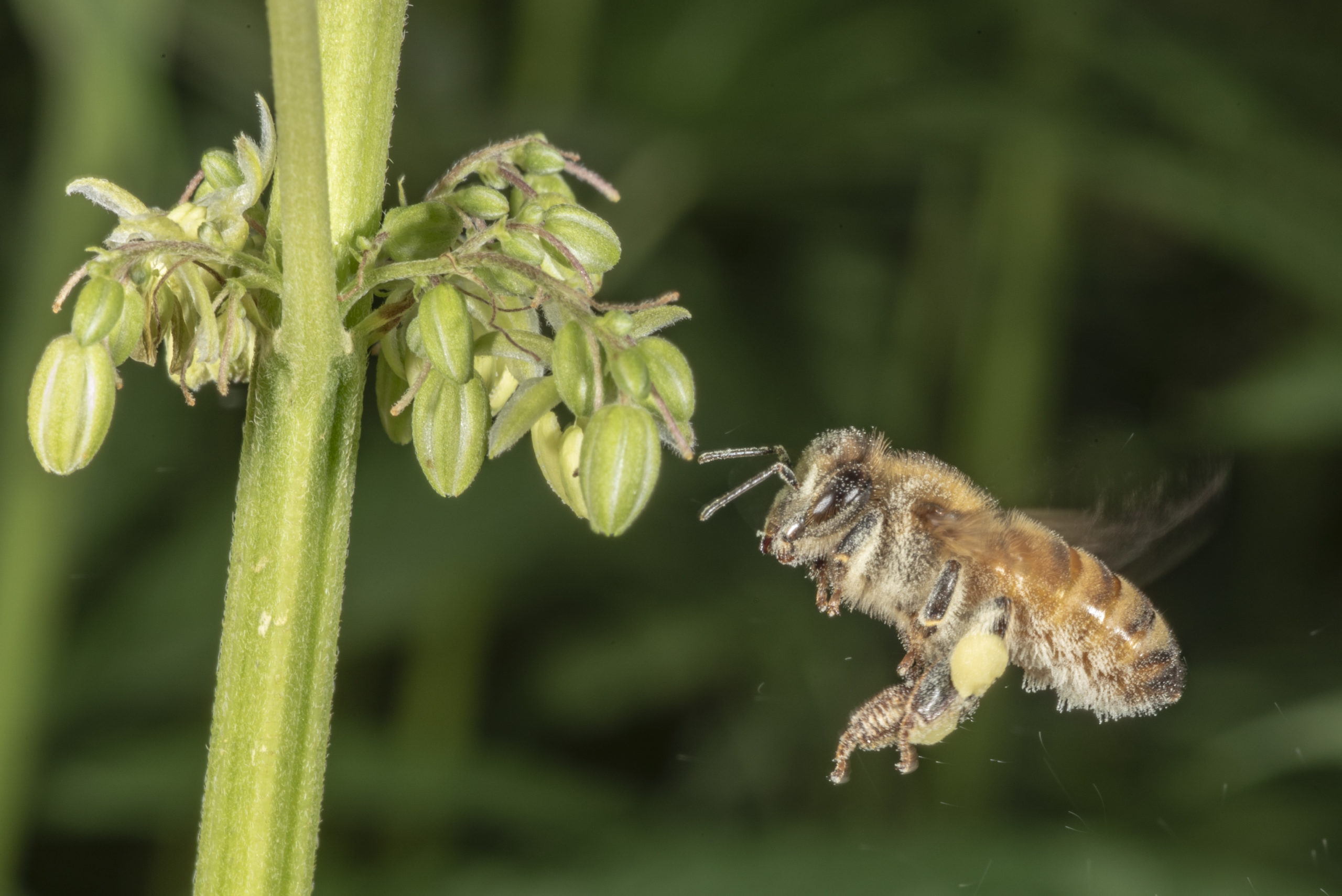 Image of a honey bee aproaching a hemp plant's flowers