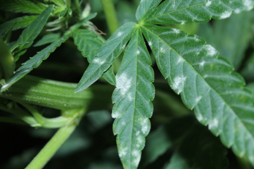 Powdery mildew causing patchy white growth on the upper side of hemp leaf. 