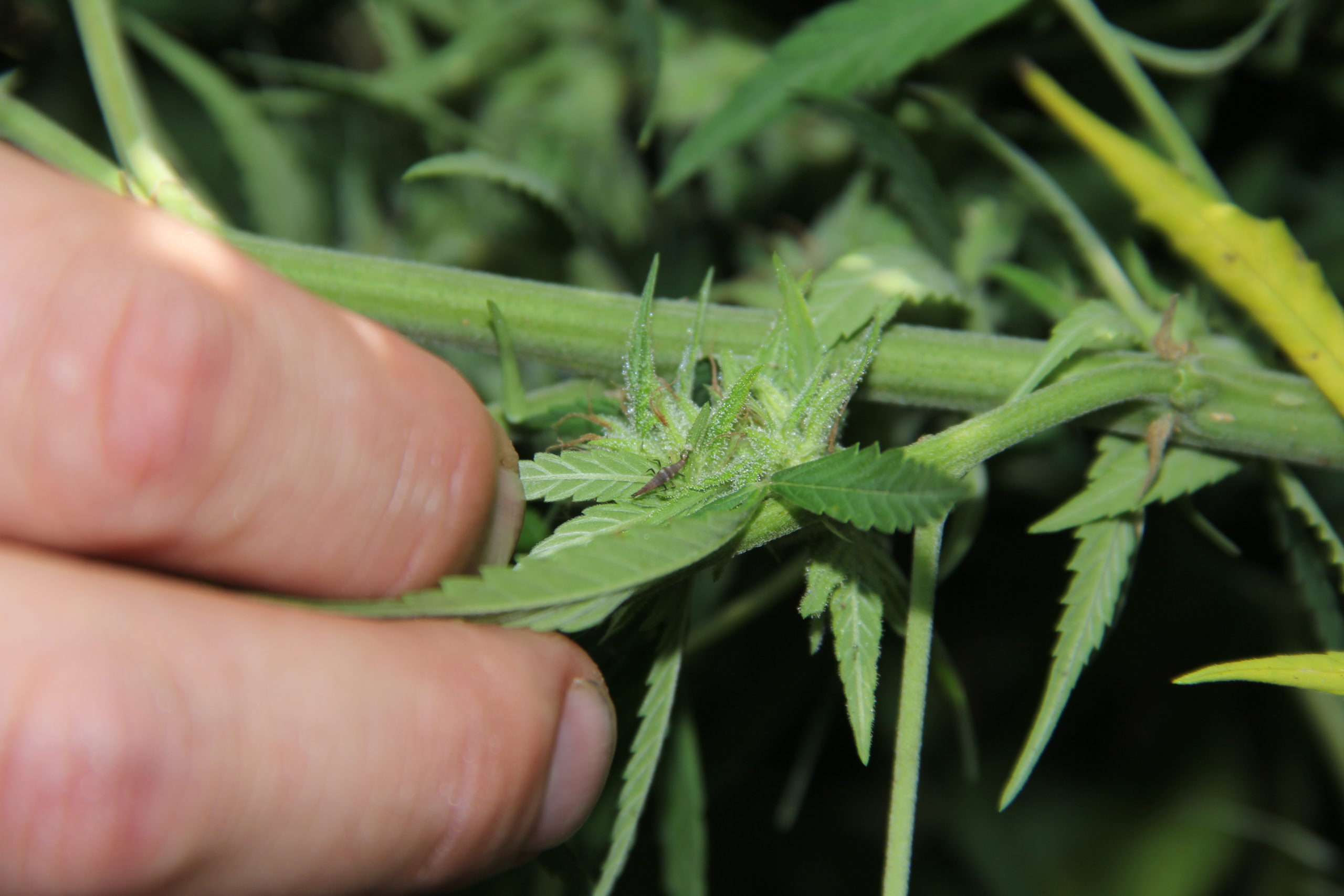 Image of insects on hemp plant
