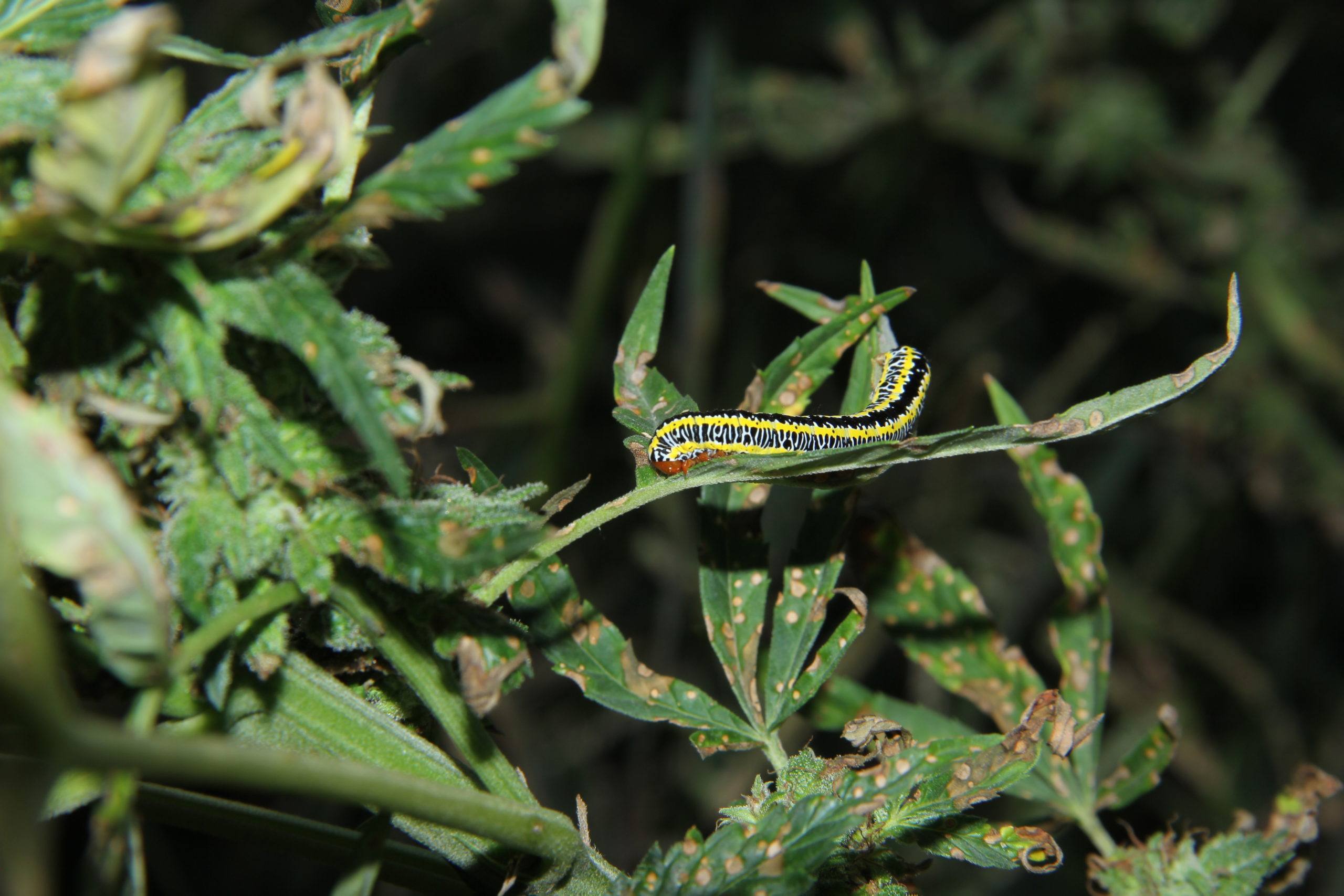 Image of a black, white, and yellow zebra caterpillar on a hemp leaf. 