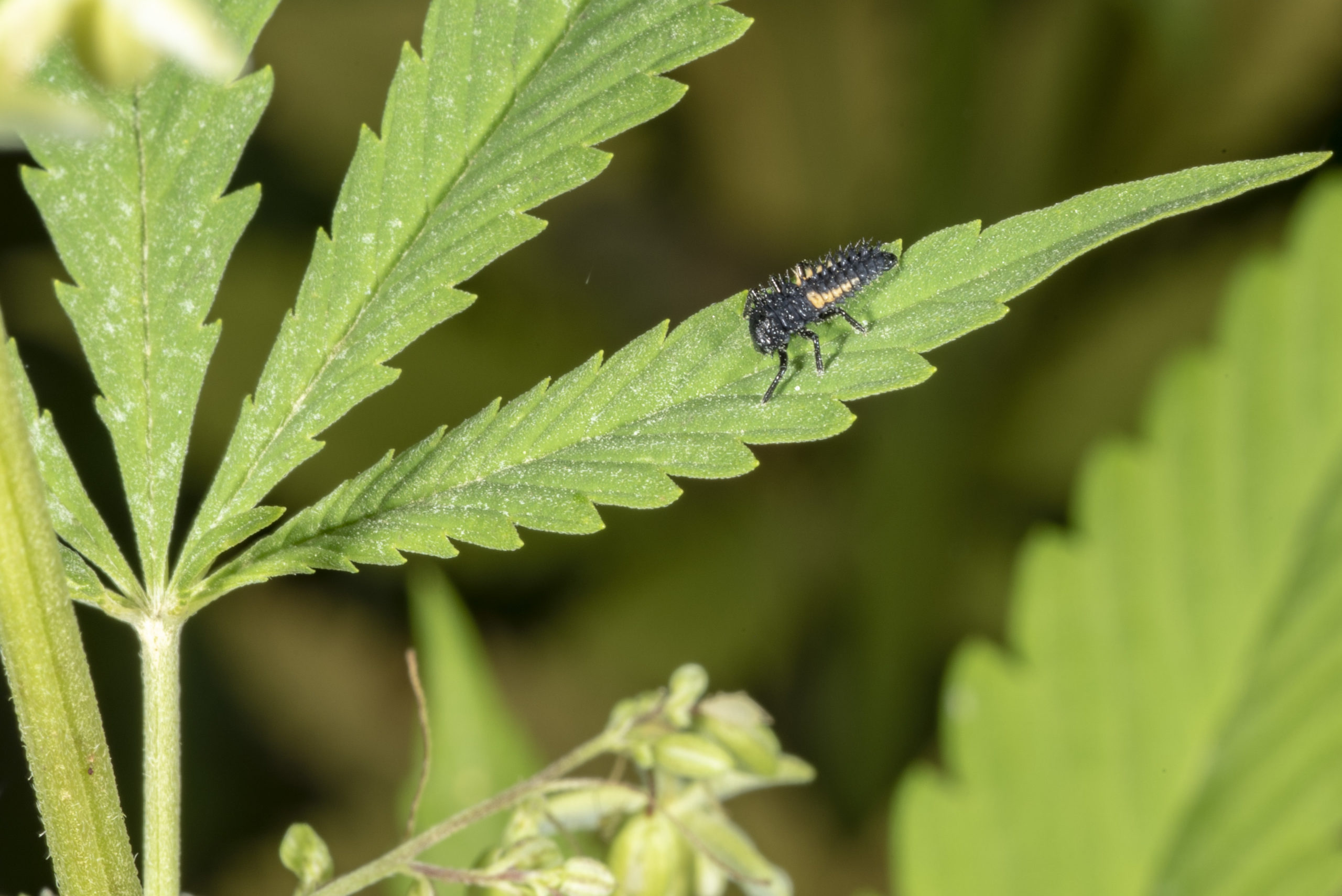 Image of lady beetle larva on hemp plant