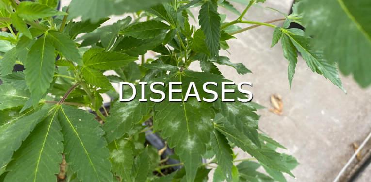 learn more about hemp pests and diseases button