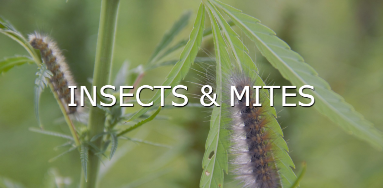 learn more about the pests of insects and mites button