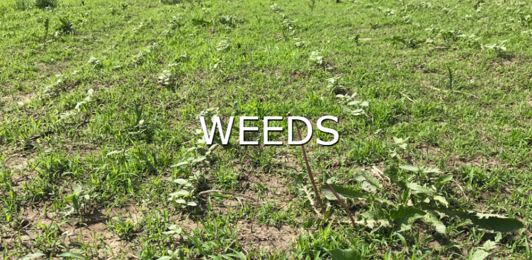 learn more about pest of hemp weeds button