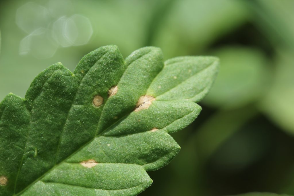 Image of a hemp sick leaf