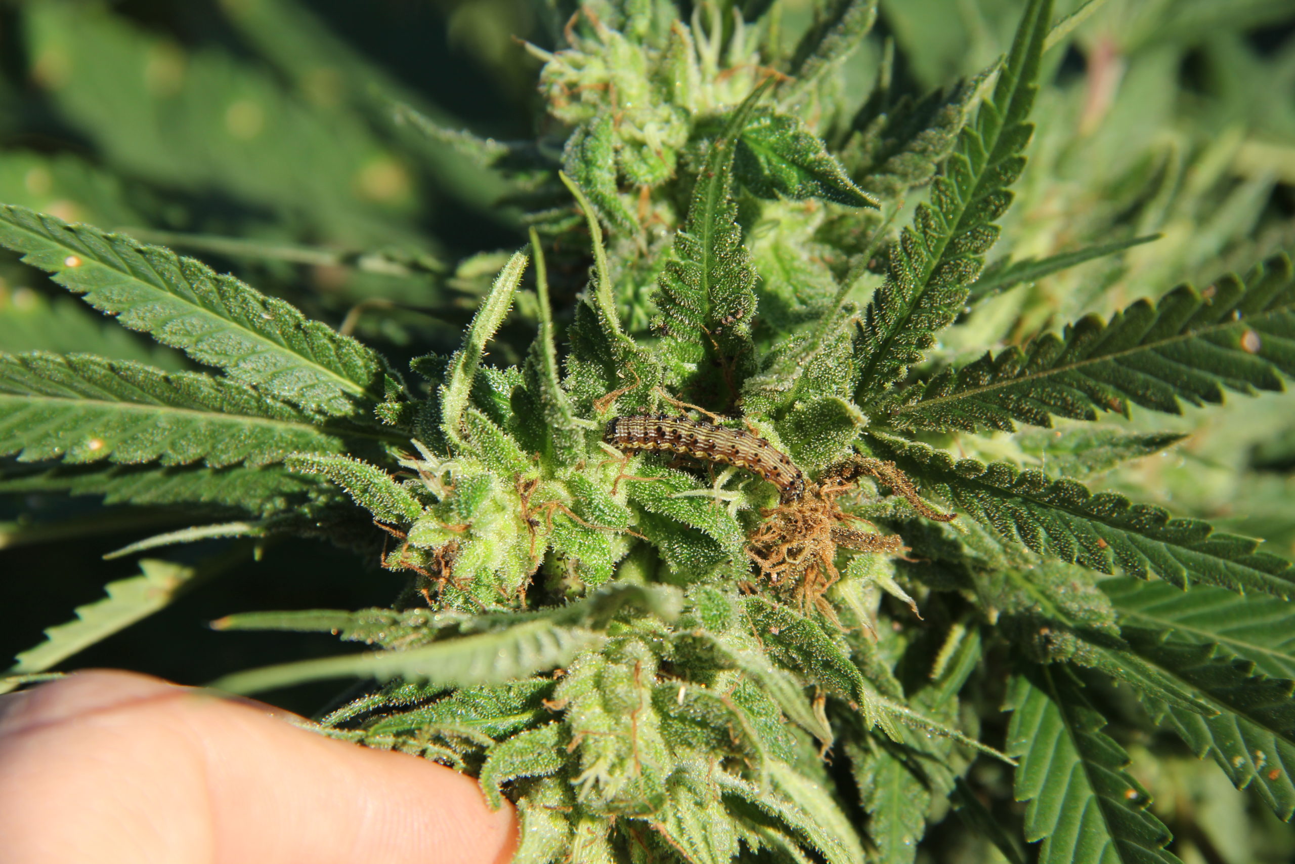 Image of a small corn earworm on a cannabinoid hemp plant.