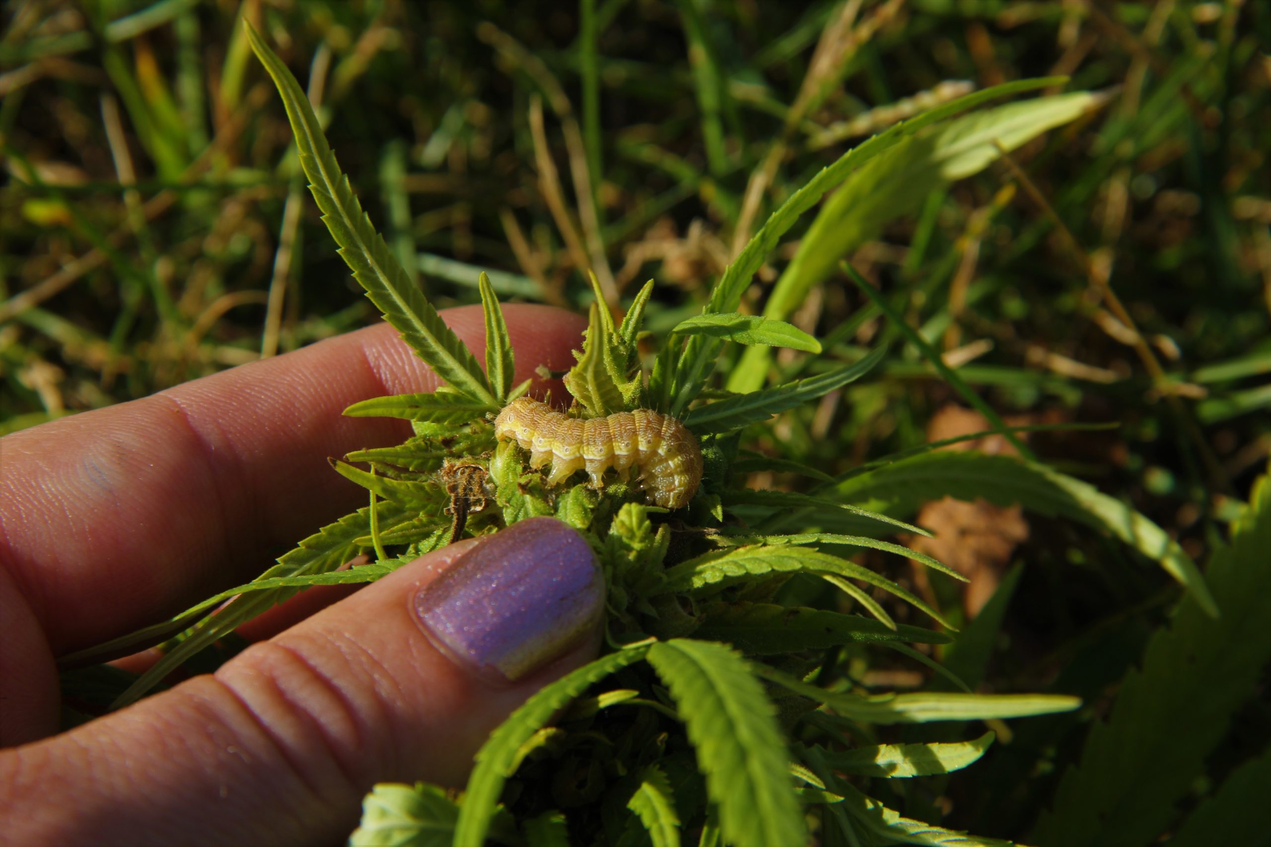 Image of a large, tan colored corn earworm larva on a grain hemp plant