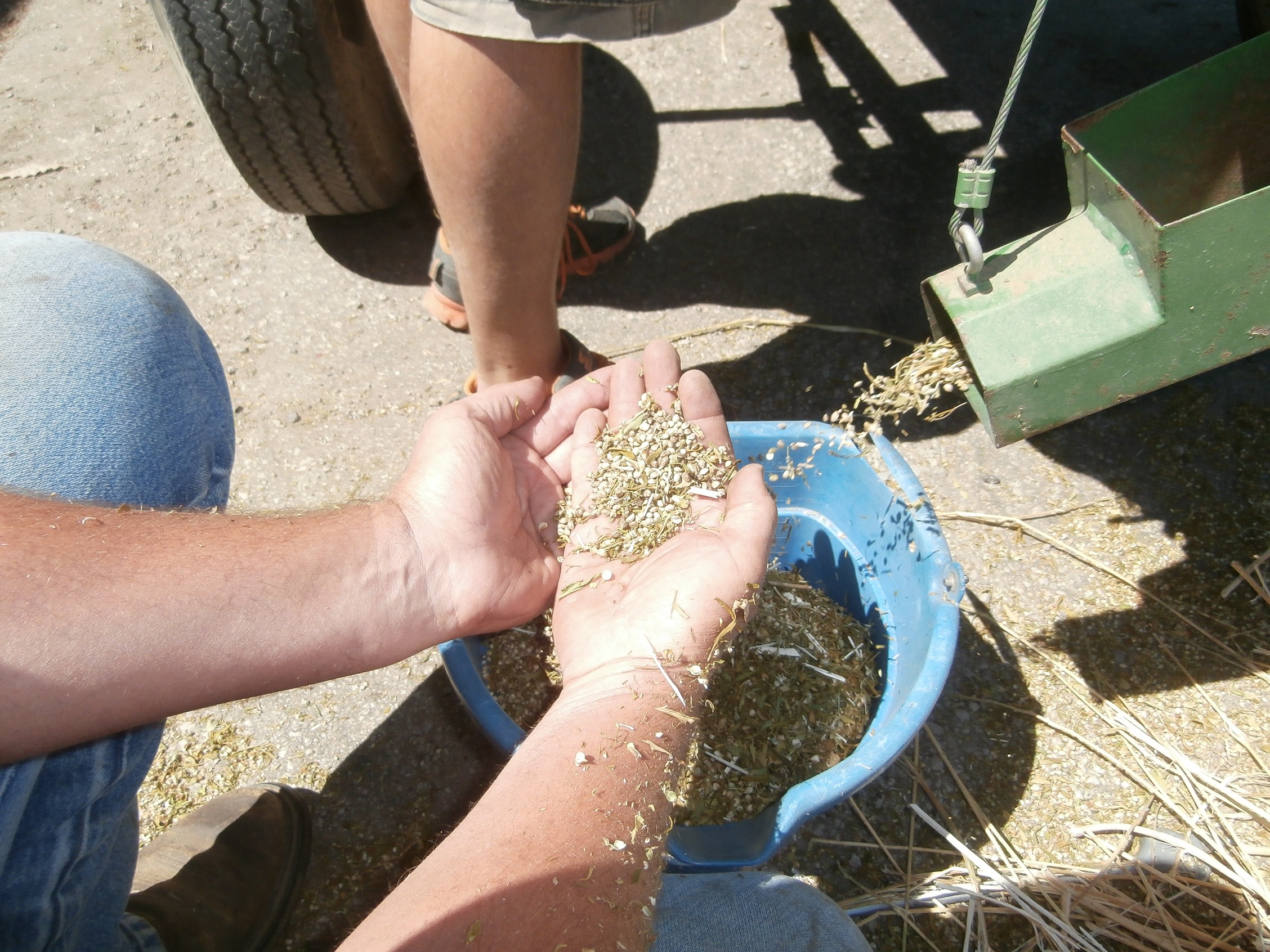 men collect hemp grain from thrasher into blue plastic bucket