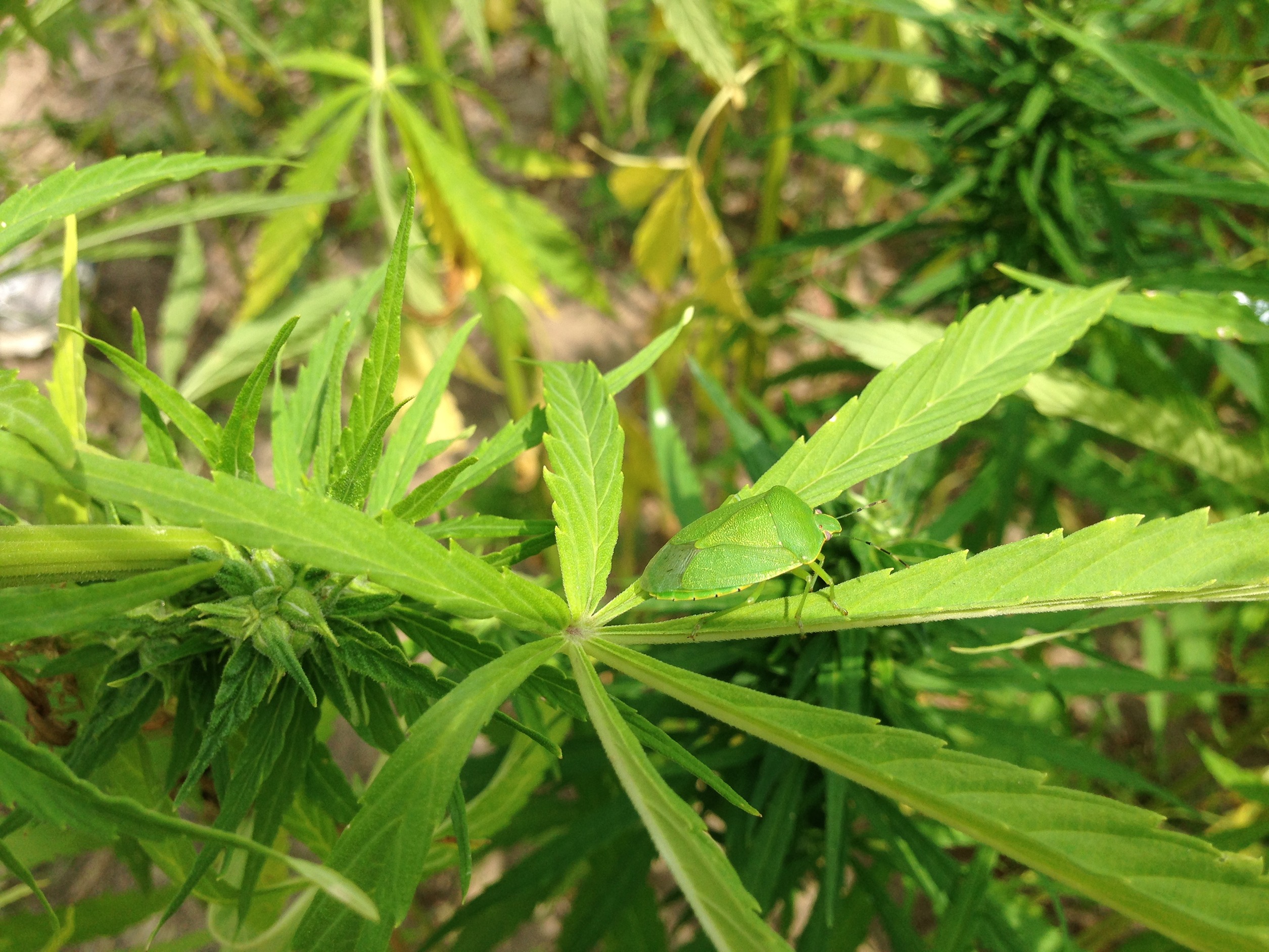 hemp plant up-close