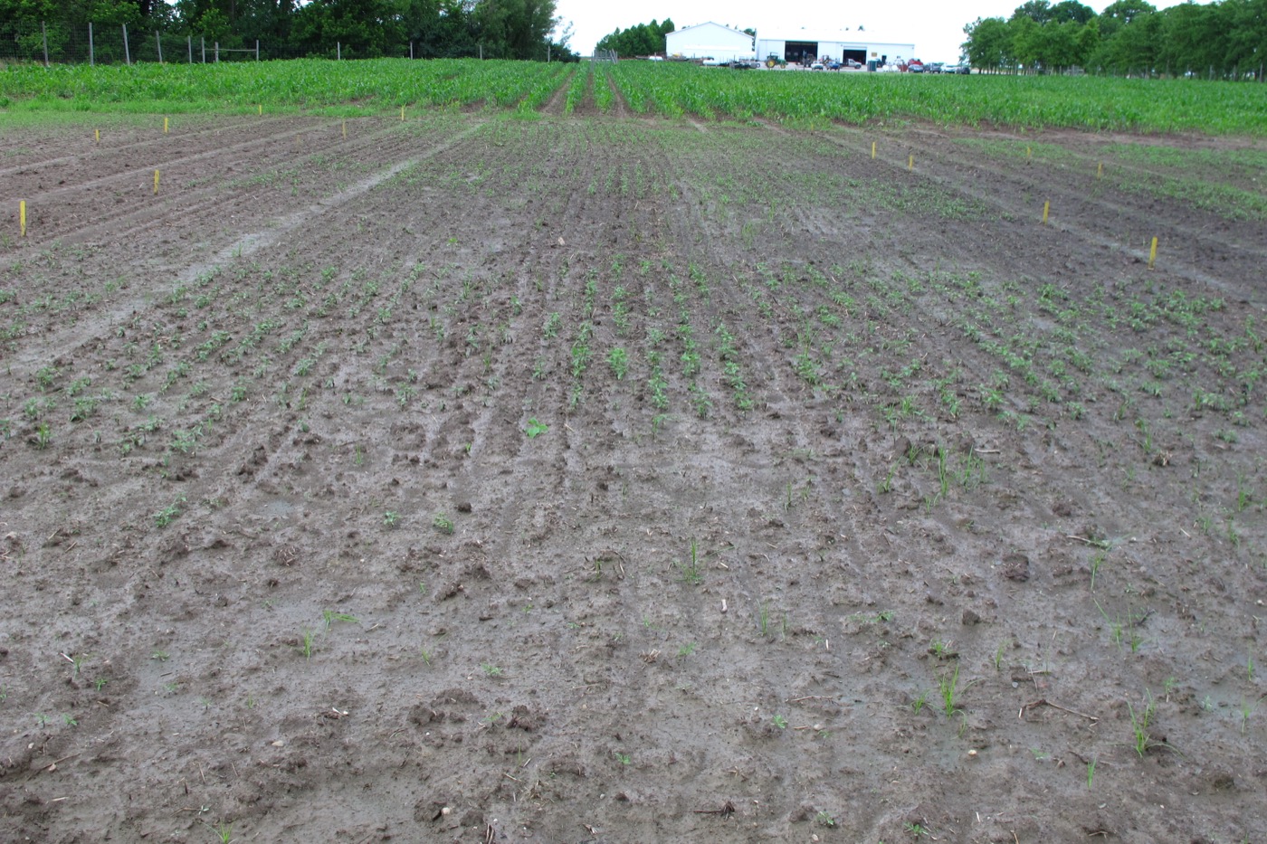 watered field with sprouts