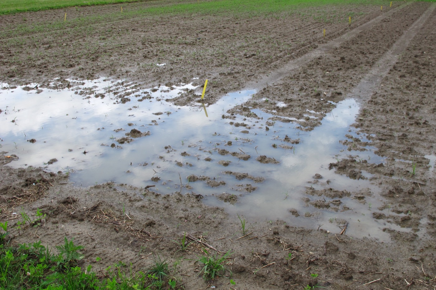 heavily watered field with sprouts