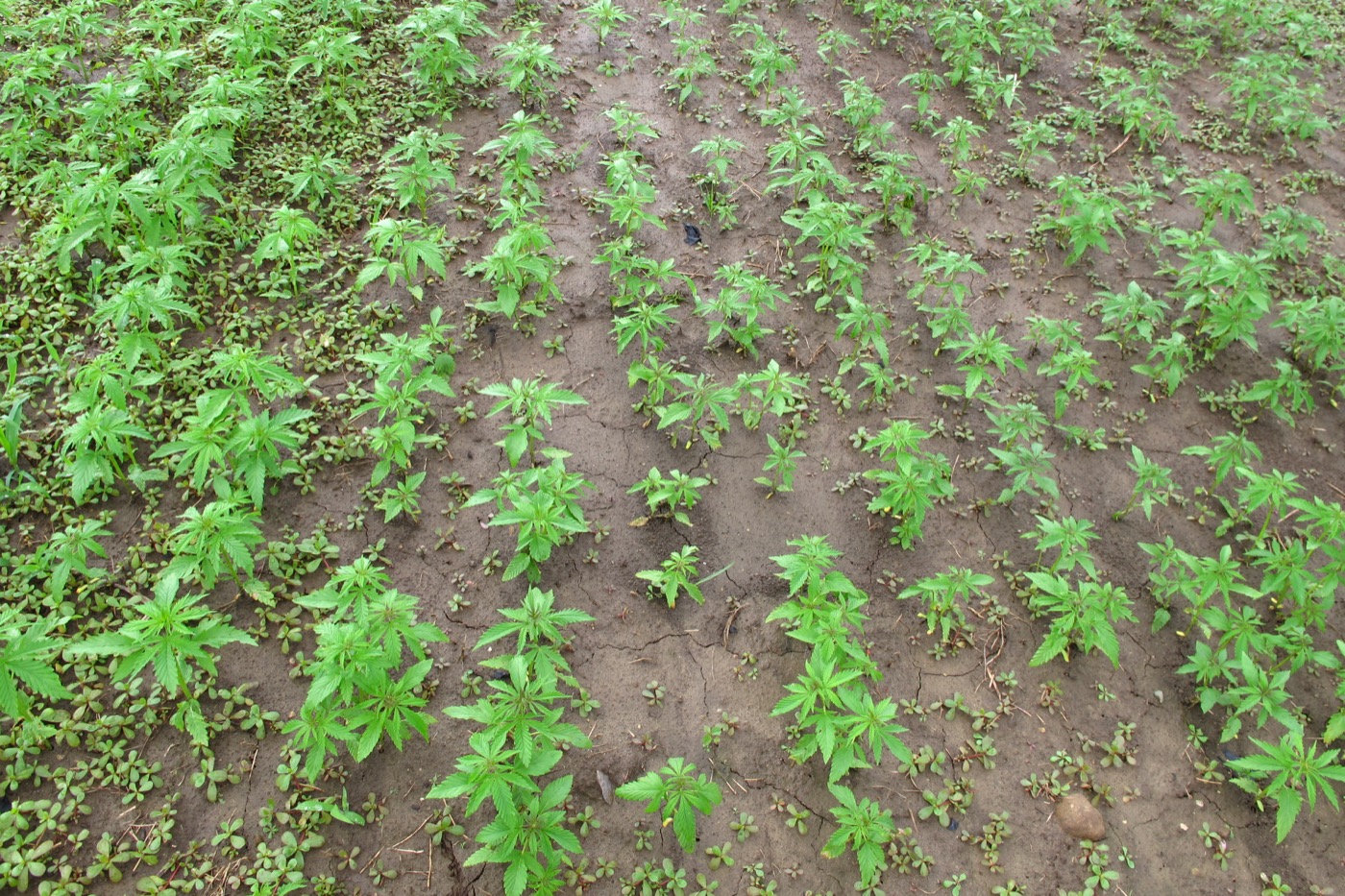 field with growing sprouts