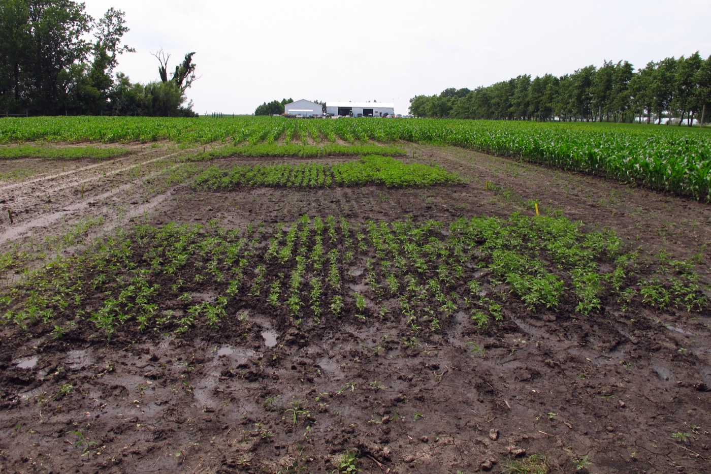 wet field with growing sprouts