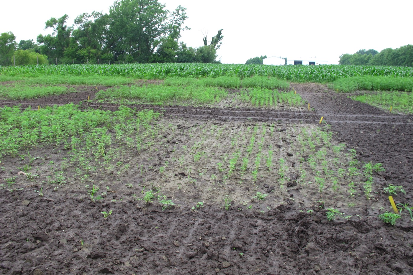 wet field with larger growing sprouts