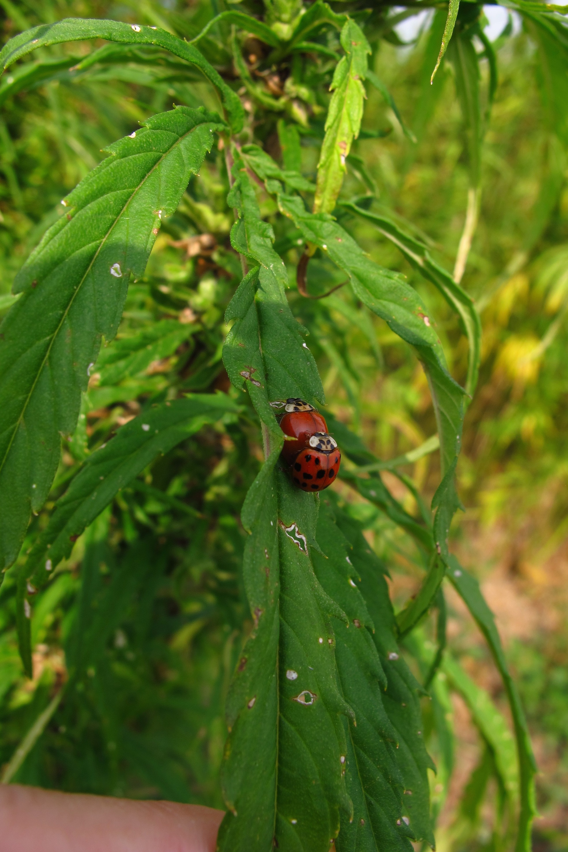 Up close image of hemp plant with lady bugs