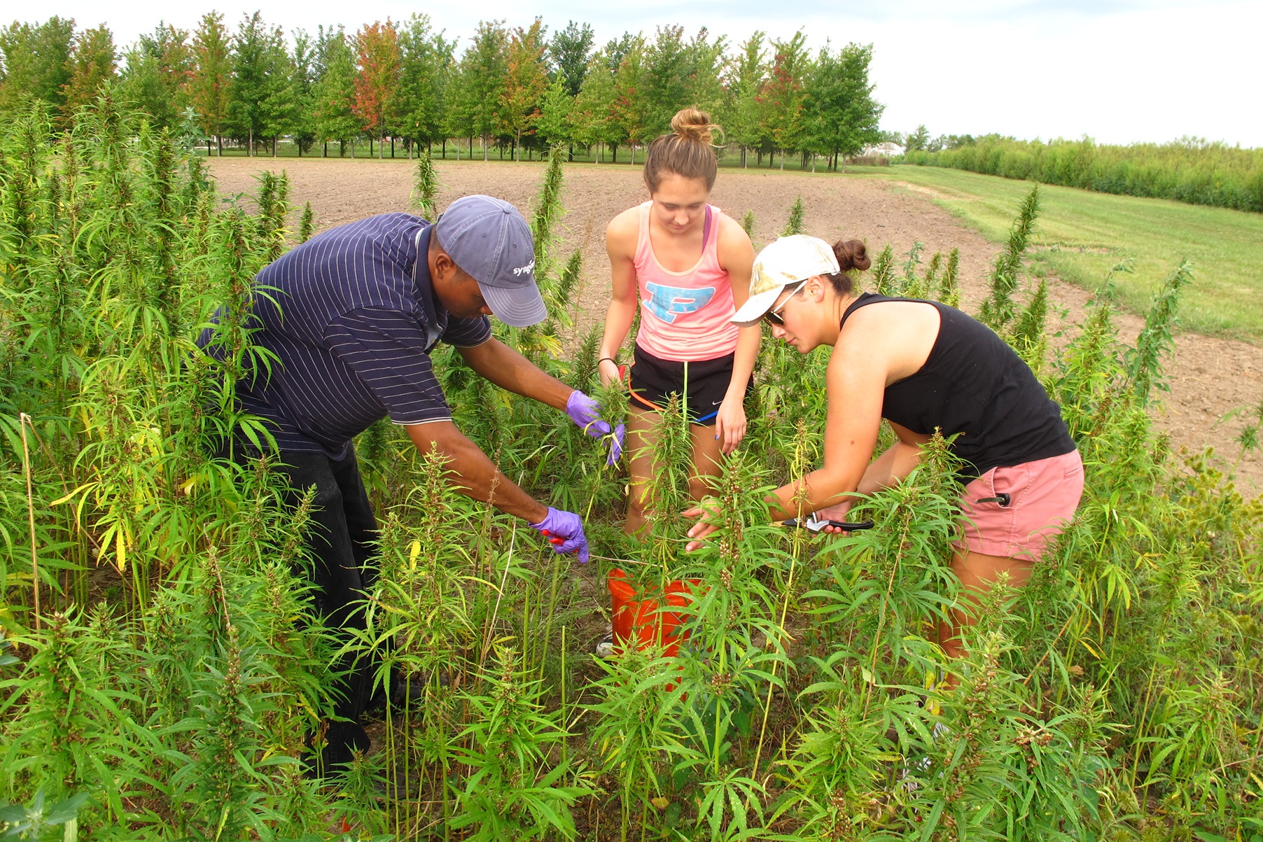 Purdue researchers hand harvest hemp plants