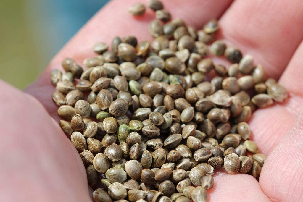 Image of a hand full of hemp seeds