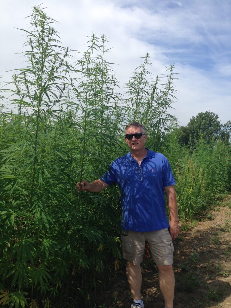 Image of a man standing next to hemp plants that are over 6 feet tall and green. 