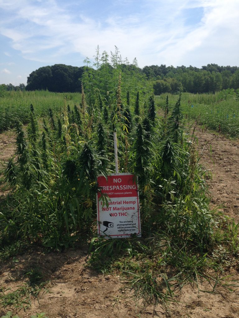Image of a hemp plantation with a no trespassing  warning