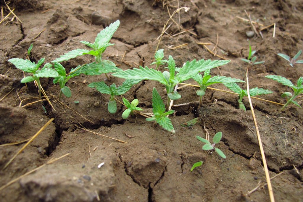 Image of hemp seedlings with their first set of true leaves. The plants are bright green in color and are growing out of soil that has cracks from drying out. 
