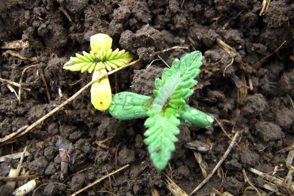 Image of two hemp seedlings. On the left the seedling is yellow in color and on the right the seedling is green. 