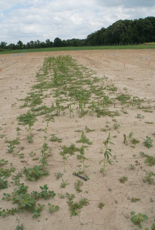 IImage of a hemp plot under dry soil conditions