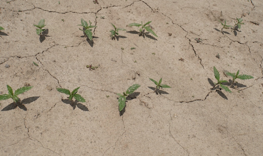 Image of a hemp plot under dry soil conditions