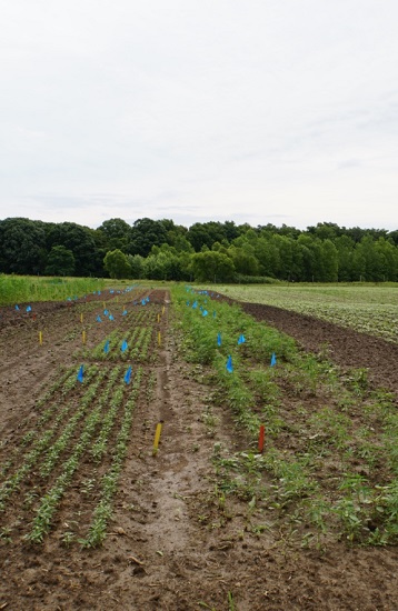 Image of a variety trial, with different plots containing different hemp varieties. Some plots are more established and have morphological differences. 