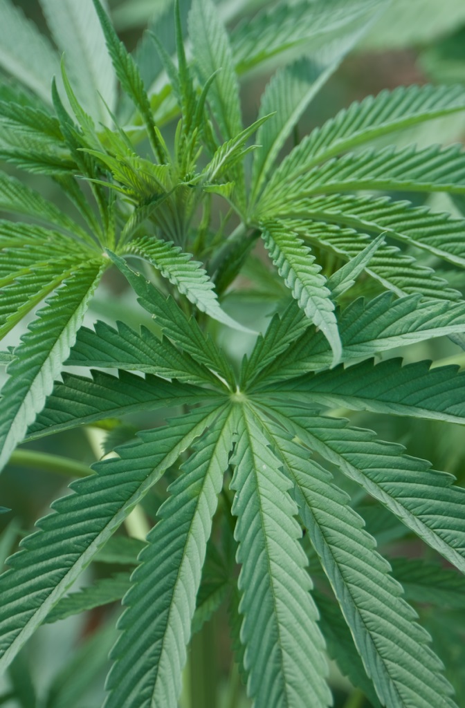 Image of a close up of the terminal end of a hemp plant. Large green fan leaves and smaller new leaves can be observed. 