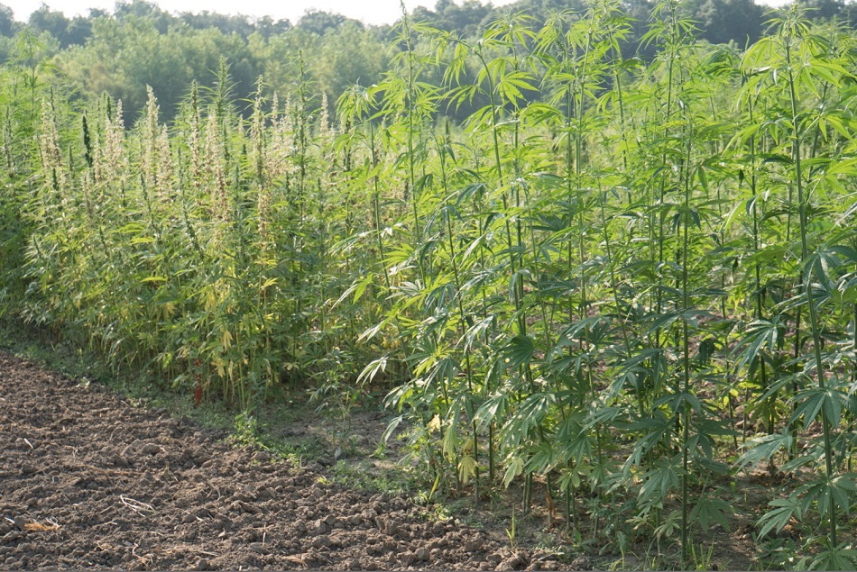 Image of two different hemp plots. The plot on the left is producing pollen and male plants are easily distinguishable from the female plants due to their white pollen sacs. 