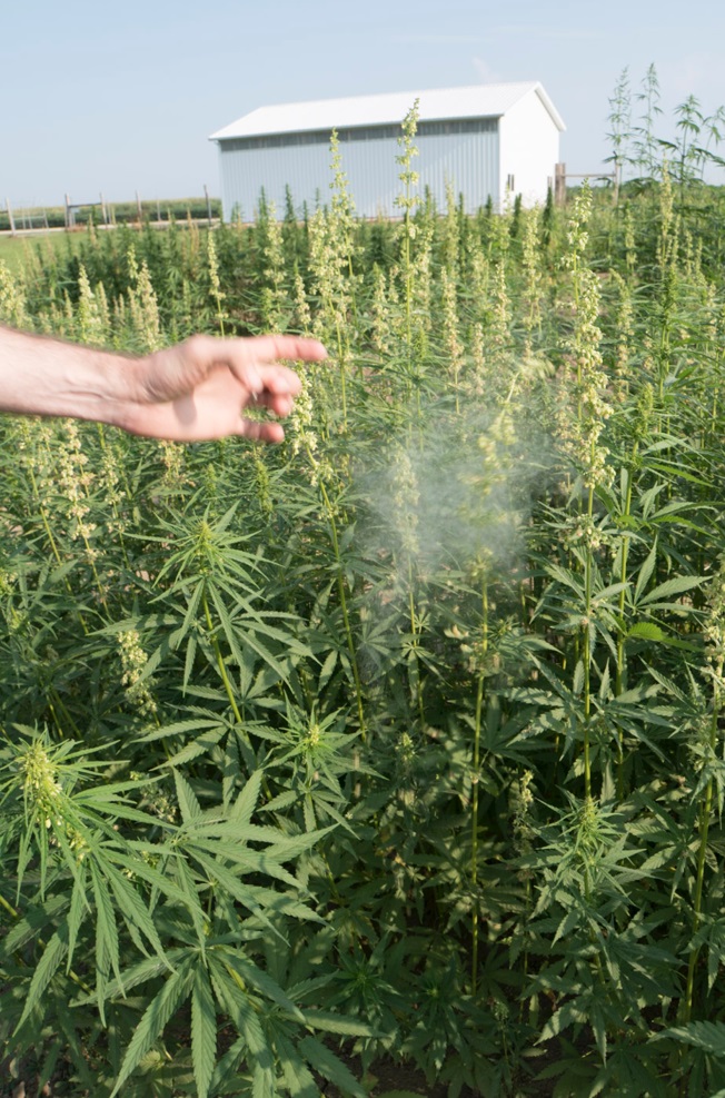 Image of a hand flicking a male hemp plot. A cloud of pollen can be observed. 