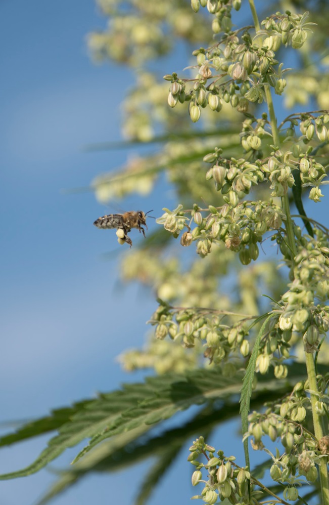 Image of a honey bee flying up to a male hemp plant. Pollen can be observed on the bee's legs.