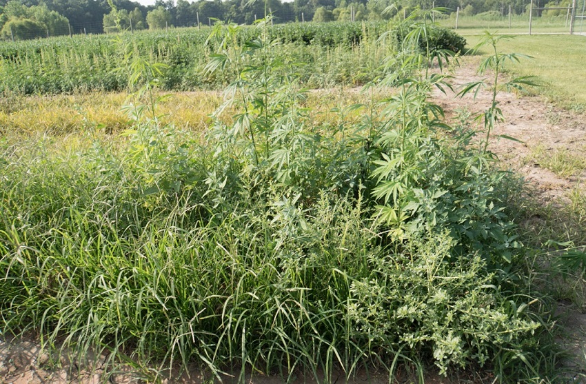 Image of a hemp plot with excessive weed pressure. Multiple species of grasses are intermixed within the hemp plants. 