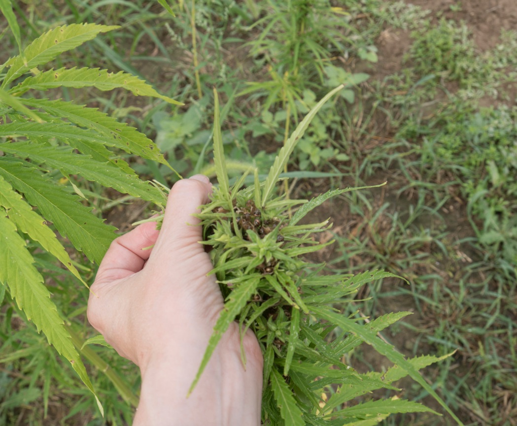 Image a hemp plant with dark mold growing from the seed head. 